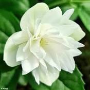 Philadelphus Pearls of Perfume image