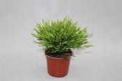 Pogonatherum 'Monica' P12 image