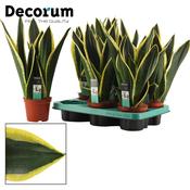 Sansevieria 'Night Shade' p12 image