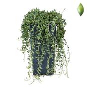 Senecio herreianus Hanging p14 image