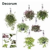 Tradescantia mix p18 Hanging Pot image