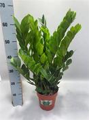 Zamioculcas zamiifolia p17 image