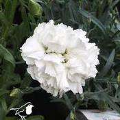 Dianthus 'Colores White' 2ltr image