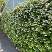 Trachelospermum jasminoides 140-150cm