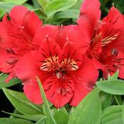Alstroemeria Colorita® Kate image