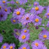 Aster 'Aqua Compact' image