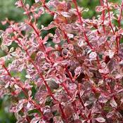 Berberis Harlequin image