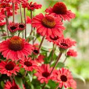 Echinacea 'SunSeekers Red' image