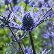 Eryngium 'Lapis Blue' image