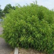 Fragaria Rufa - Bamboo image
