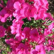 Phlox paniculata 'Famous Pink' image