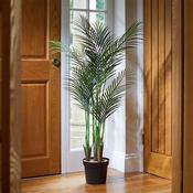 Phoenix Palm 1.3m image