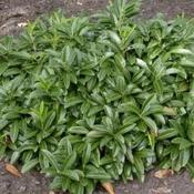 Prunus l. Mount Vernon image