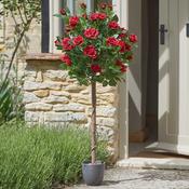Regent's Roses 120cm - Ruby Red image