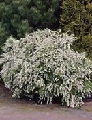 Spirea Arguta - Bridal Wreath image