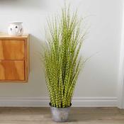Zebra Grass 0.9m image