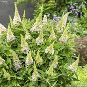 Buddleia Butterfly Candy Little White image
