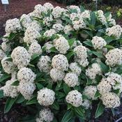 Skimmia jap. Fragrant Cloud image
