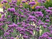 Verbena Lollipop image