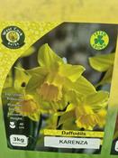 Daffodil Karenza 3kg