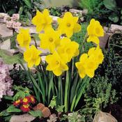 Daffodil Golden Harvest 3kg image