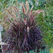 Pennisetum A. Rubrum image