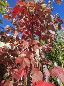 Acer rubrum Autumn Flame