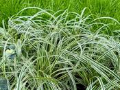Carex Feather Falls image