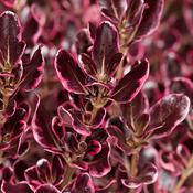 Coprosma Eclipse 3ltr image