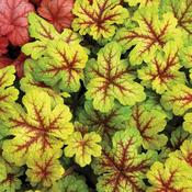 Heuchera Alabama Sunrise image