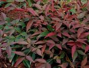 Nandina Domestica Flirt 2ltr image