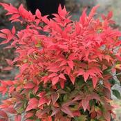 Nandina Domestica Gulfstream 3ltr image