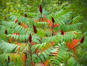 Rhus Typhina 10ltr