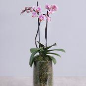 Orchid Plant | Indoor Orchids - Best Buds Florists Dublin image