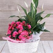 Indoor Plants | Planted Basket - Best Buds Florists Dublin image
