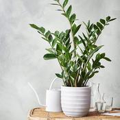 ZZ Plant | Zamioculcas Zamiifolia | Florist Shop - Best Buds Florists Dublin image