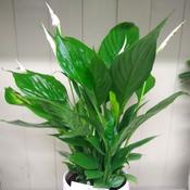 Peace Lily | Florist Shop - Best Buds Florists Dublin