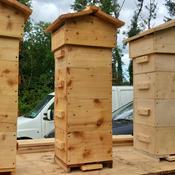 Wild Bee Hive