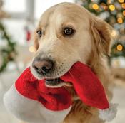 The Irish Blue Cross Christmas Cards 2025 - Blue Cross