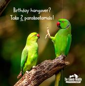 Birthday Humour - Comedy Wildlife