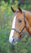 Shires Velociti Gara Leather Headcollar Havana