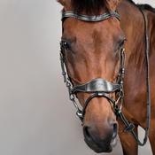 Dy'on D Motion Bridle DY