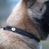Dy'on Fancy Dog Collar