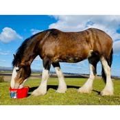 Equine Flexi Digestion Mineral Lick