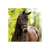BR Bath Bridle With Double Noseband Black image