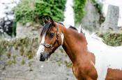 Equisential Leather Headcollar Black