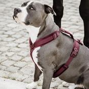 Kentucky Dog Harness Active Velvet Bordeaux image