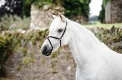 Mackey Grackle Noseband Brown