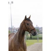 Norton Rope Halter Black