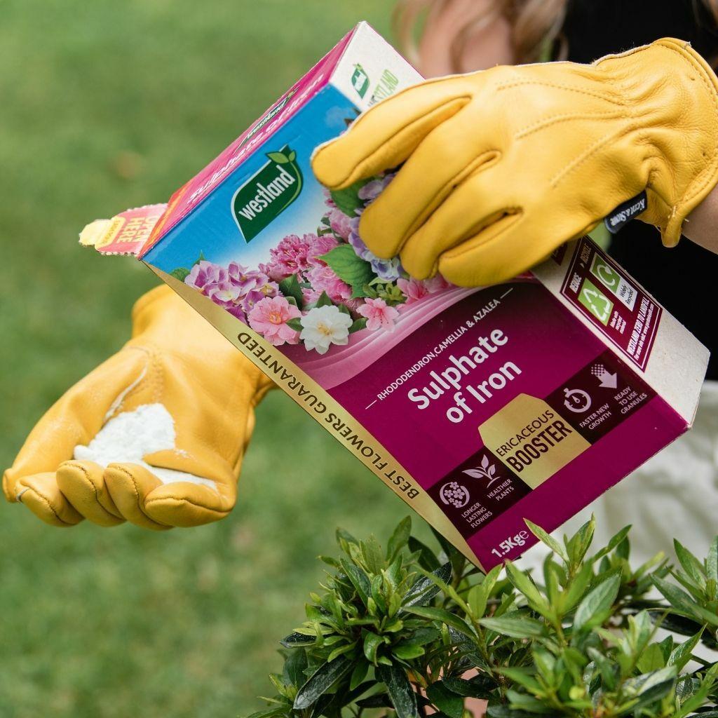 Westland Sulphate of Iron Plant Food 1.5kg for Ericaceous Plants - Granules for Stronger Roots, Greener Foliage & Healthier Flowers